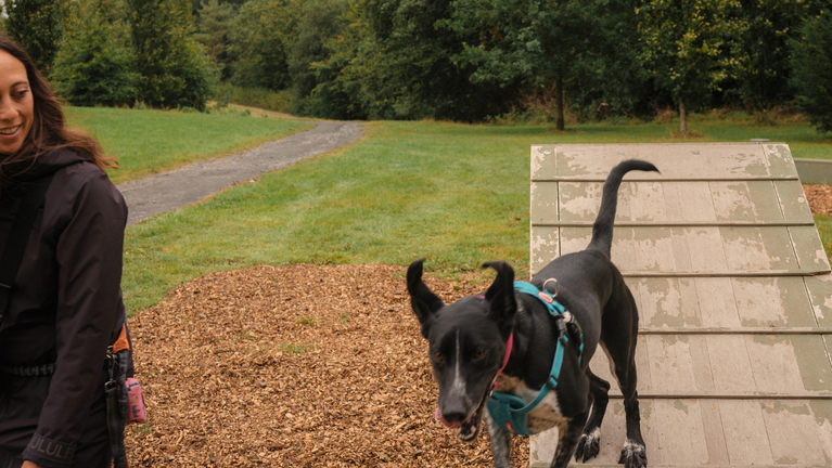 Visitors playing with their dogs at the designated Dog Exercise Field at Rowallane Garden, County Down
